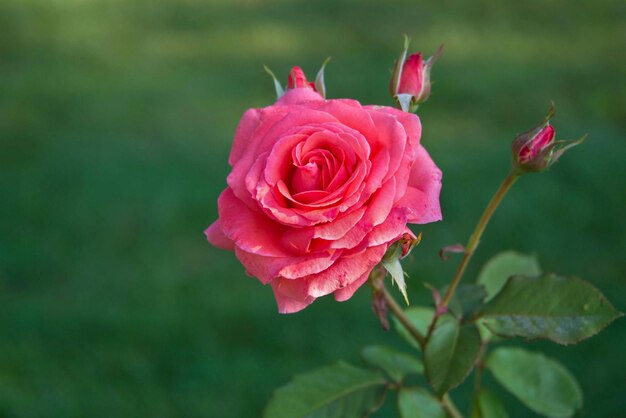 写真 flowers are indeed one of natures most beautiful gifts to us