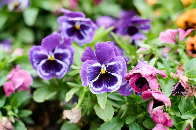 写真 flowers are indeed one of natures most beautiful gifts to us