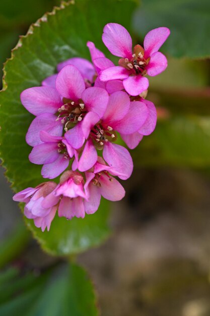 写真 花は自然の最も美しい贈り物の1つです