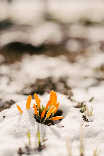 Foto i fiori vengono perforati dalla neve