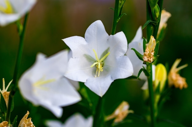 Flowers are white and purple bells close up on a softly blurred background of green leaves and grass.