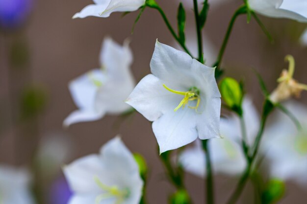 Flowers are white and purple bells close up on a softly blurred background of green leaves and grass.