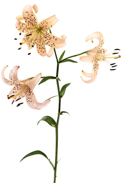 Flowers of asian lily isolated on white background