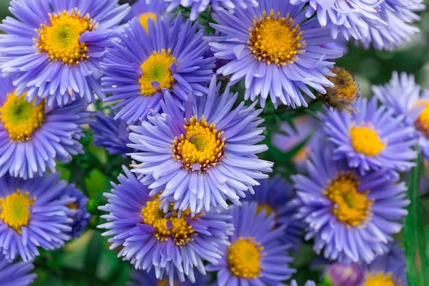 Flowers asters in the garden