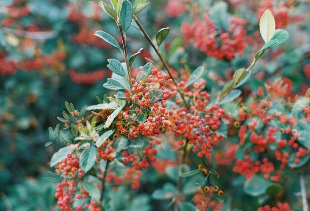 Photo flowers at ataturk arboratum