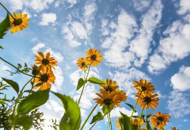 Flowers background, close up shot