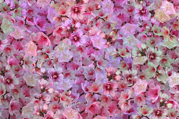 Fiori sfondo fiori immagine