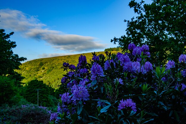 Flowers on the background of the hill