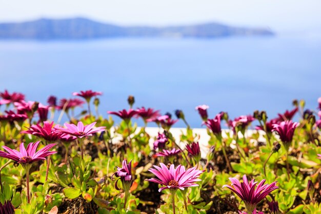 ネア カメニ サントリーニ島ギリシャの背景に花