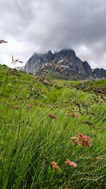 Flowers on the background of rocks and mountains epic sky with clouds