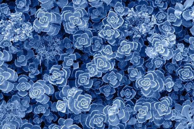 Photo flowers background top view in blue tone