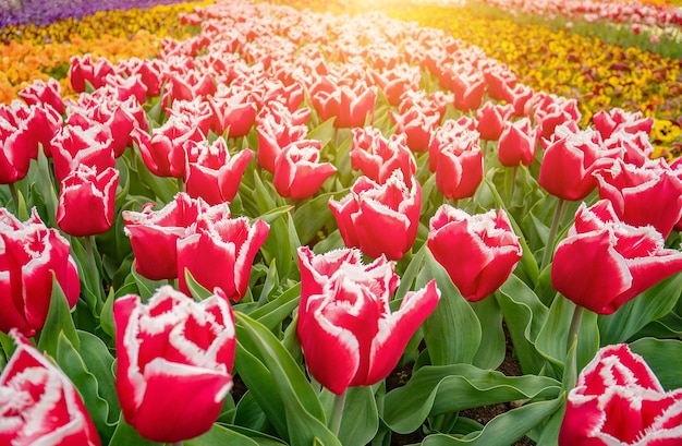 Flowers background with colorful tulips field