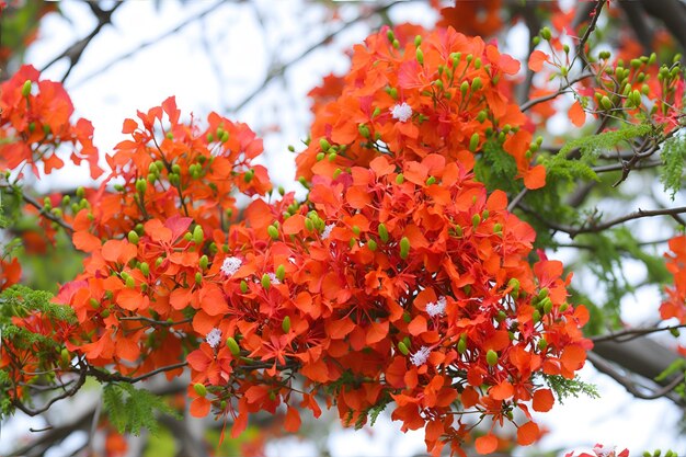 写真 花の背景