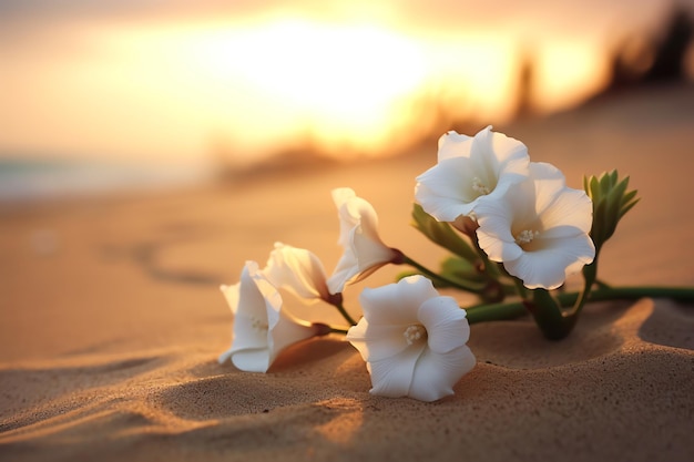 Flowers on the beach at sunset