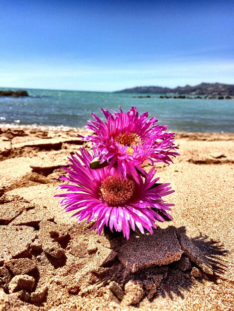 Photo flowers on beach