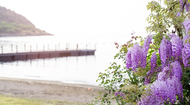 Flowers on the beach