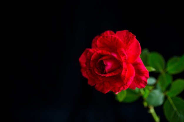 Flowers of beautiful blooming red rose on black background