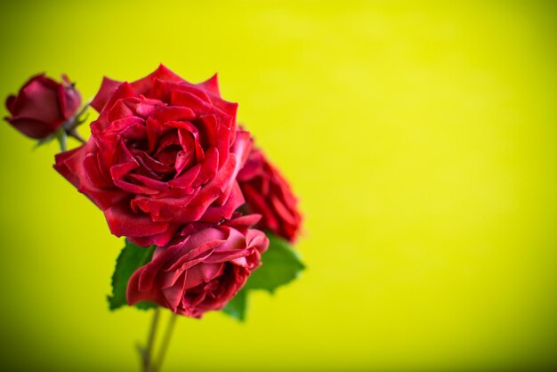 Flowers of beautiful blooming red rose isolated on green background