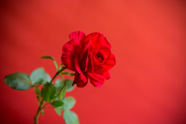 Flowers of beautiful blooming red rose isolated on red background