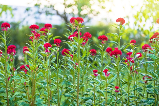 Flowers in a beautiful garden