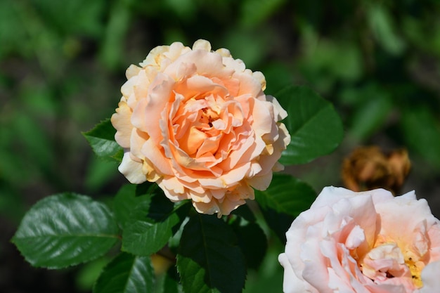 花庭に咲く美しい大きな花花