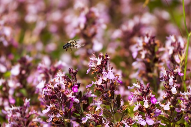 Flowers and bee