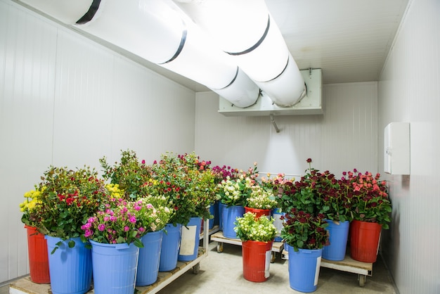 Flowers in the big cold storage room