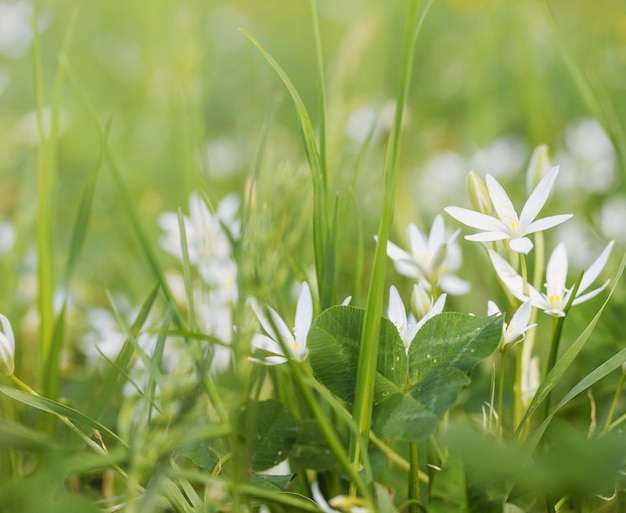 여름 아침에 잔디에 꽃 birdwort (Ornithogalum arcuatum)