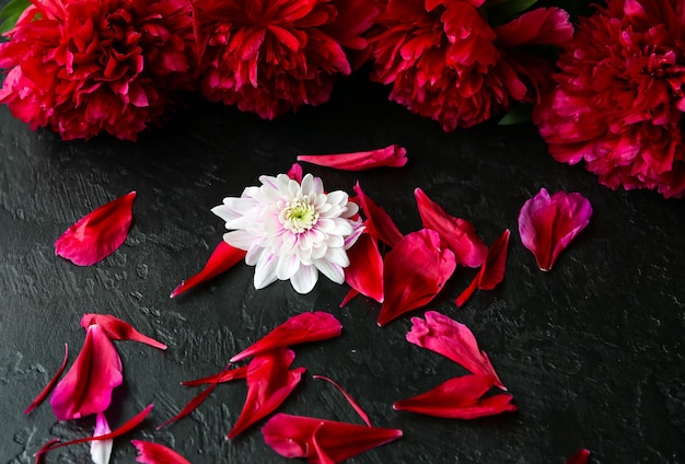 Flowers on black background. Peonies bouquet. Perfect flat lay with petals. Happy mothers holiday postcard. International women's day greeting. Birthday idea for advert. Invitation.