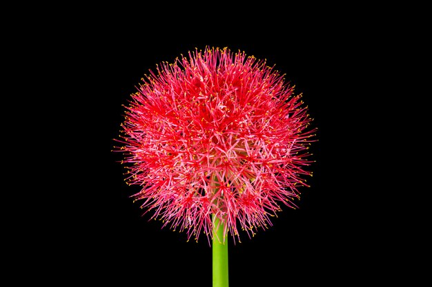 Flowers on the black background.