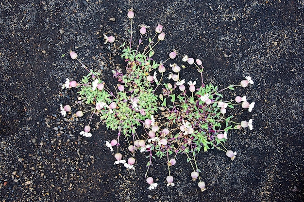 Flowers on black volcanic sand in Iceland