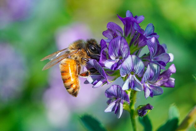 写真 花は庭で美しくいています