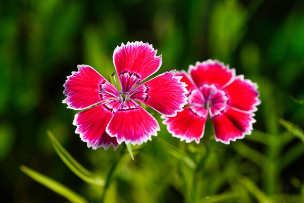 写真 花は庭で美しくいています