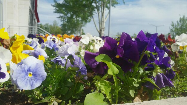 Flowers in bloom on field during sunny day