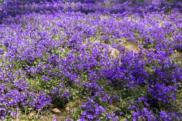 Flowers bloom making a floral background