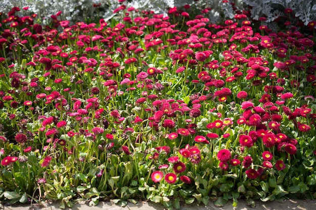 Flowers bloom making a floral background