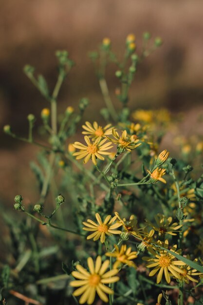 Flowers bloom and smell in the clearing Wild flowers with yellow petals and orange center closeup