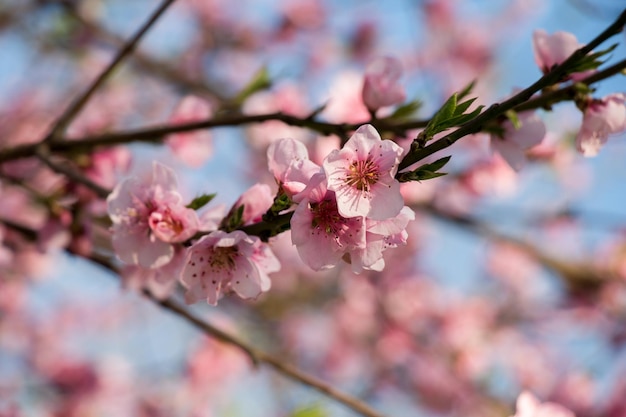 Flowers bloom in the spring in trees