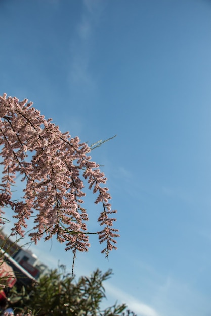 Flowers bloom in the spring in trees