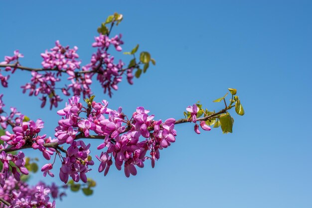 春に木に花が咲く