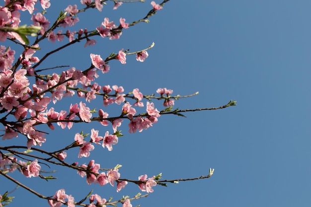 Flowers bloom in the spring in trees