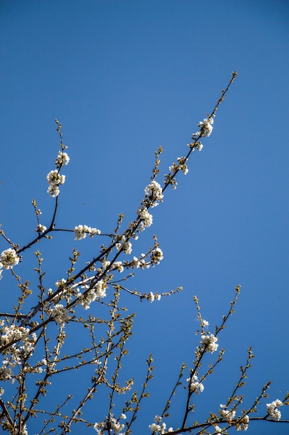 Flowers bloom in the spring in trees