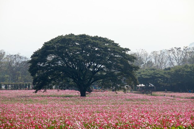 花がとても綺麗に咲きました。