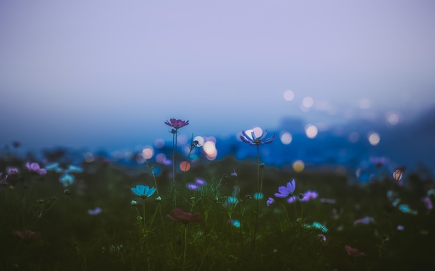 夕暮れの空に花がく
