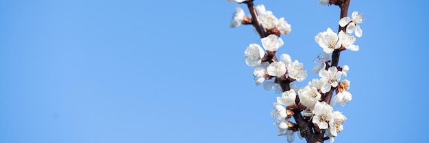 Flowers of blooming Apple tree in spring against blue sky on a Sunny day close-up macro in nature outdoors.