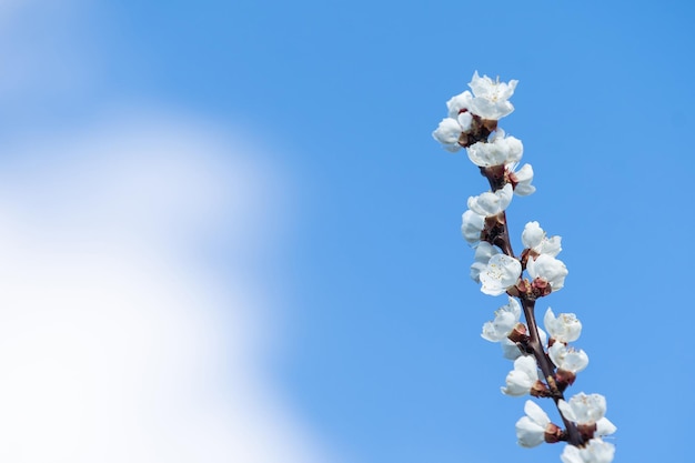 屋外の自然の中で晴れた日のクローズ アップ マクロで青い空を背景に春に咲くリンゴの木の花。