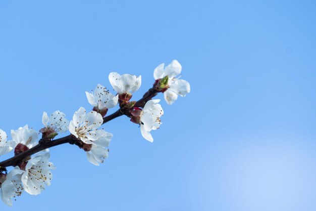 屋外の自然の中で晴れた日のクローズ アップ マクロで青い空を背景に春に咲くリンゴの木の花。