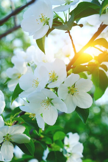 暖かい太陽の光の中で日没時に咲くリンゴの木の花。