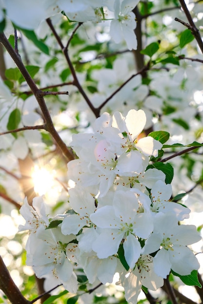 暖かい太陽の光の中で日没時に咲くリンゴの木の花。