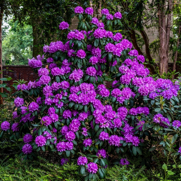 Foto i fiori fioriscono in fiore